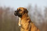 CANE CORSO 734